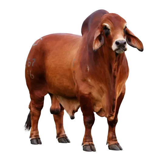 Brahman