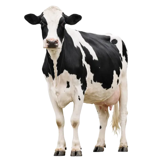 Holstein