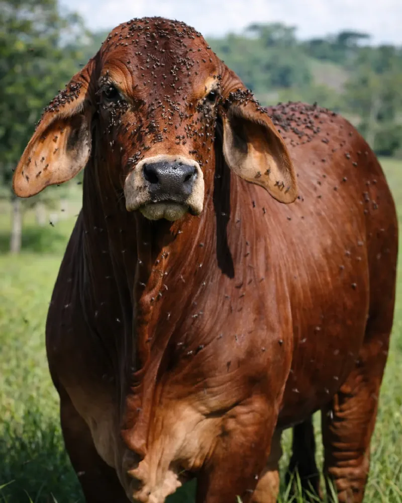 Toro antes de COMBAT®